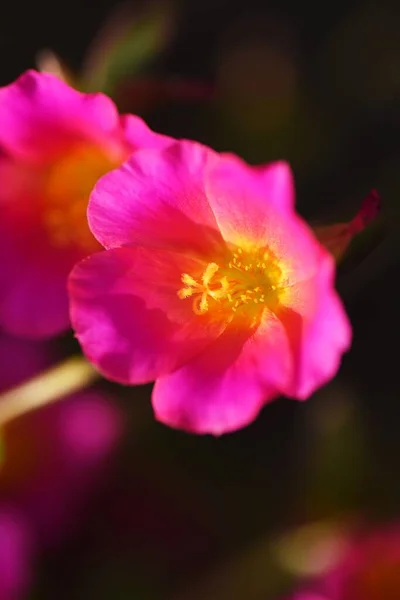 Rose Moss Portulaca Grandiflora Portulacaceae Annual Plant — Stock Photo, Image