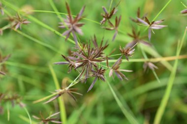 Cyperus flavidus 'un sonbahar / Cyperaceae yıllık otları
