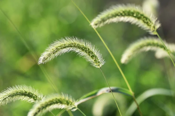 Zöld Rókafű Poaceae Éves — Stock Fotó