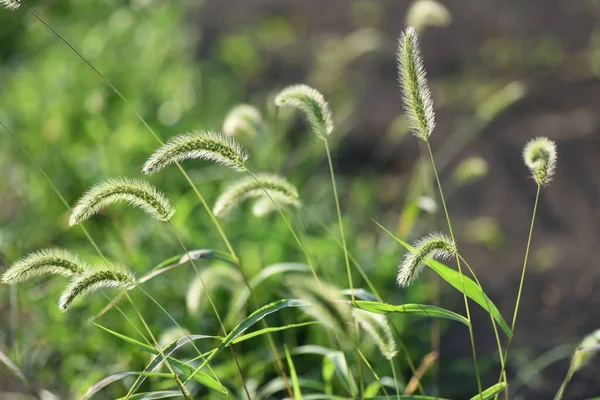 Zöld Rókafű Poaceae Éves — Stock Fotó
