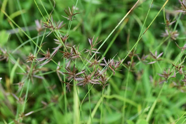 Cyperus Flavidus Autunno Cyperaceae Erba Annuale — Foto Stock