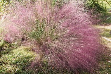 Sonbaharda Muhlenbergia kılcal damarları / Poaceae her zaman yeşil çimen