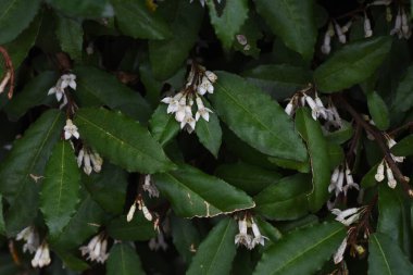 Elaeagnus çiçekleri sonbaharda / Elaeagnaceae her zaman yeşil çalılıkta