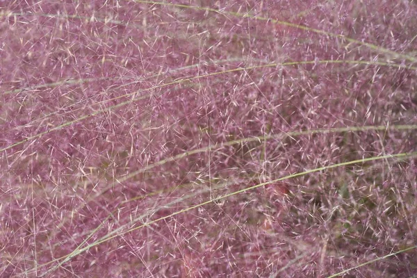 秋のムレンベルジカピラリス ポエアラギ科常緑草 — ストック写真