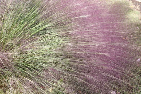Muhlenbergia Capillaris Ősszel Poaceae Örökzöld — Stock Fotó