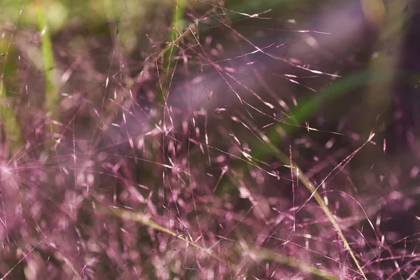 Muhlenbergia Capillaris Outono Poaceae Grama Perene — Fotografia de Stock