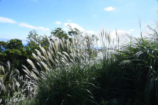 Hierba Pampas Japonesa Otoño Poaceae Planta Perenne — Foto de Stock