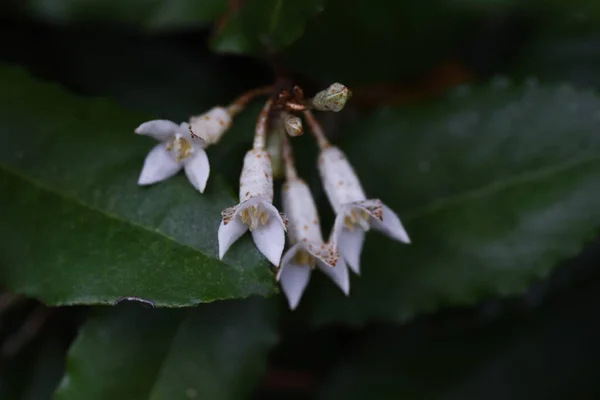 Elaeagnus Pungens Flores Outono Arbusto Perene Elaeagnaceae — Fotografia de Stock