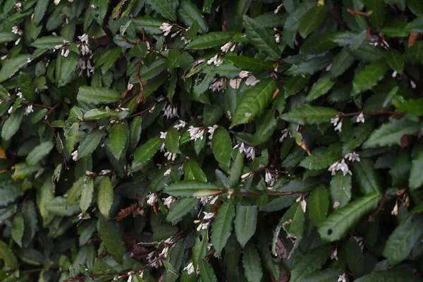 Elaeagnus Pungens Kwiaty Jesienią Elaeagnaceae Wiecznie Zielony Krzew — Zdjęcie stockowe