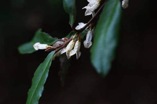 Elaeagnus Pungens Fleurs Automne Elaeagnaceae Arbuste Feuilles Persistantes — Photo