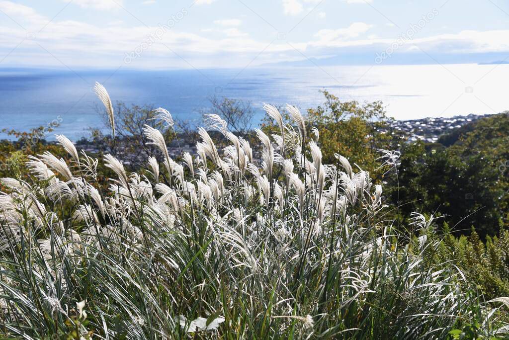 Japanese pampas grass in autumn / Poaceae perennial plant