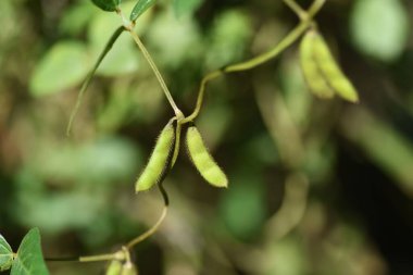 Sonbaharda Glicine soja / Fabaceae yıllık asma otu