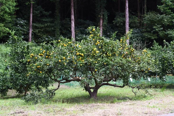 Anbau Von Mandarinen Satsuma Orange Japanische Landschaft Herbst — Stockfoto