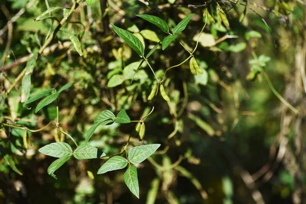 가을에 열리는 Glycine Soja Fabaceae 포도나무 — 스톡 사진