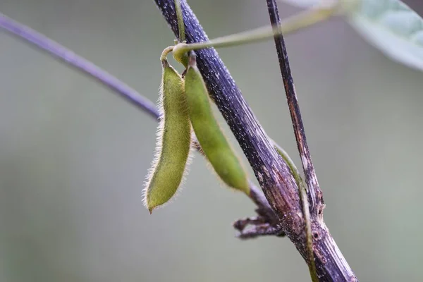 Glycine Soja Herbst Fabaceae Einjähriges Rebengras — Stockfoto