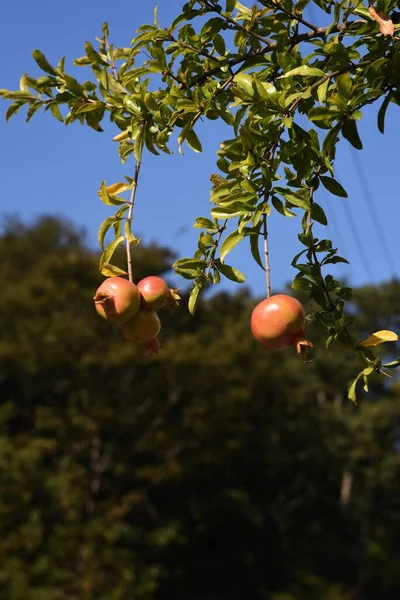 Καρποί Ροδιού Φθινόπωρο Φυλλοβόλο Δέντρο Lythraceae — Φωτογραφία Αρχείου