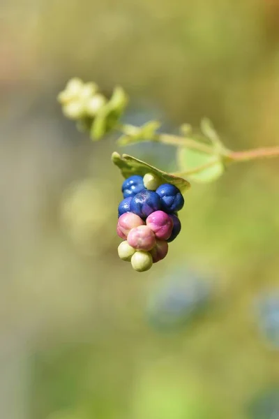 Mile Minute Weed Persicaria Perfoliata Berries Polygonaceae Annual Vine Grass — Stock Photo, Image