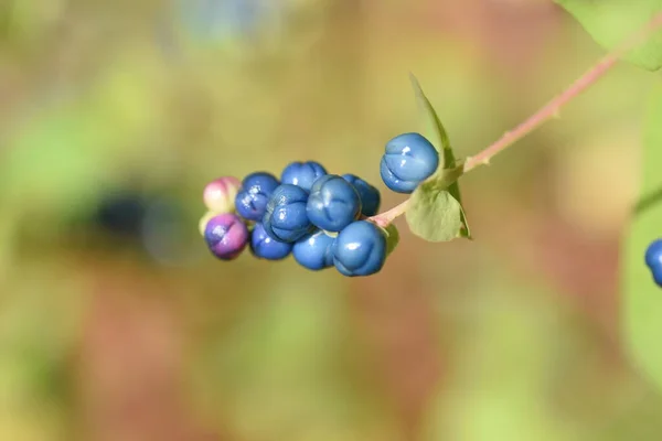 Mile Minute Weed Persicaria Perfoliata Berries Polygonaceae Annual Vine Grass — Foto de Stock