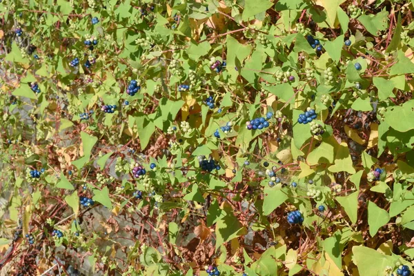 Mile Minute Weed Persicaria Perfoliata Berries Polygonaceae Annual Vine Grass — Stock Photo, Image