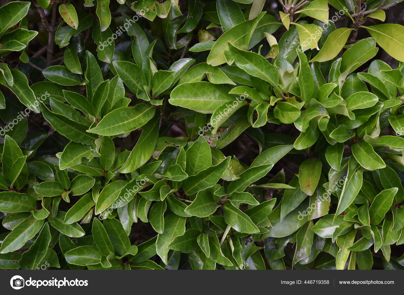 一种由日本甜冬青制成的树篱——图库图片© YK1500 #446719358