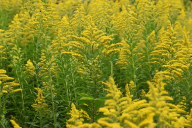 Kanada altın sarısı çiçekleri / Asteraceae bitkisel otları 