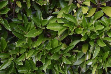 Japonya 'da tatlı viburnum' dan yapılmış bir çit.