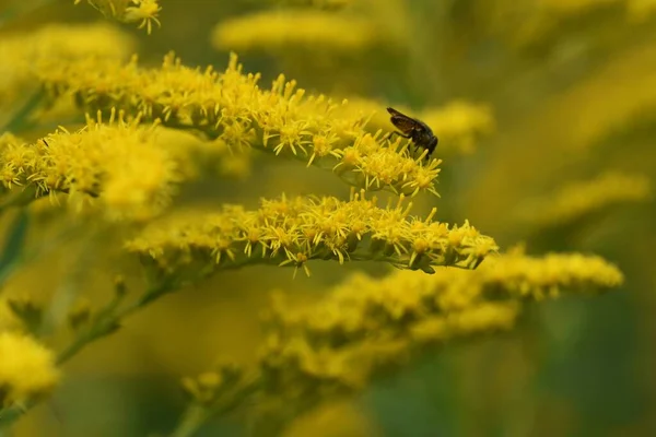 Kanada Altın Sarısı Çiçekleri Asteraceae Bitkisel Otları — Stok fotoğraf