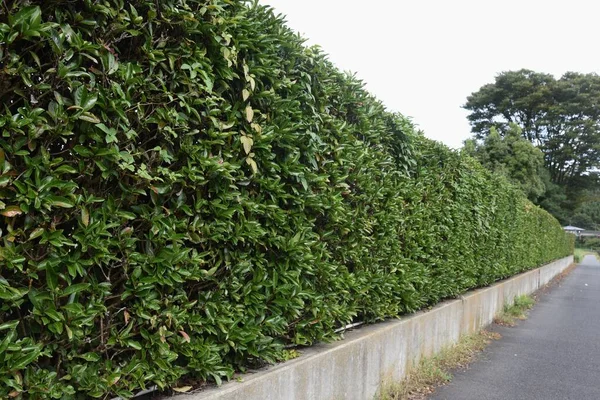 Hedge Made Sweet Viburnum Japan — Stock Photo, Image