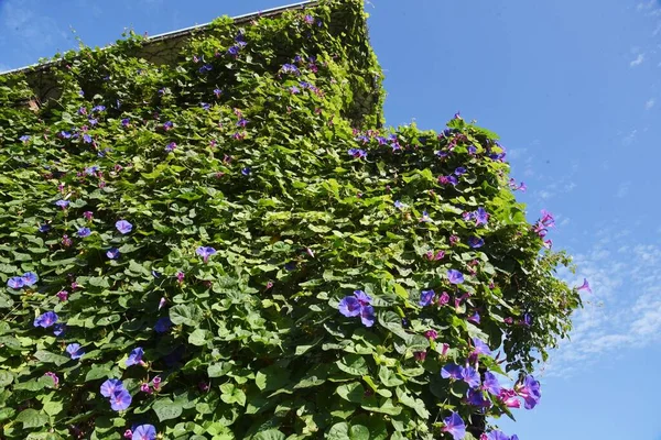 Ipomoea indica flowers that covered the house.