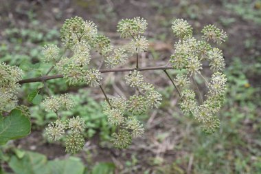 Aralia cordata (Japon Udo bitkisi) çiçekler / Araliaceae daimi bitkisi.