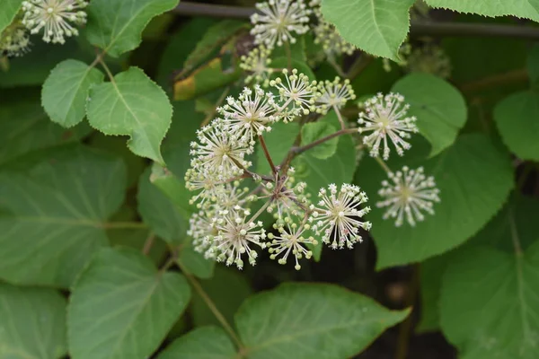 Aralia Cordata Planta Udo Japonesa Flores Araliaceae Planta Perene — Fotografia de Stock