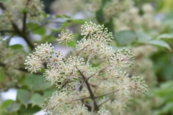 Aralia cordata (Japon Udo bitkisi) çiçekler / Araliaceae daimi bitkisi.