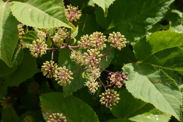 Aralia Cordata Japońska Roślina Udo Kwiaty Araliaceae Wieloletnia Roślina — Zdjęcie stockowe