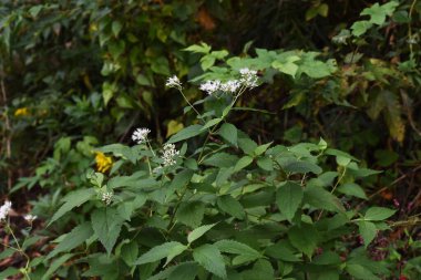 Eupatorium makinoi çiçekleri (Boneset) / Asteraceae daimi bitkisi