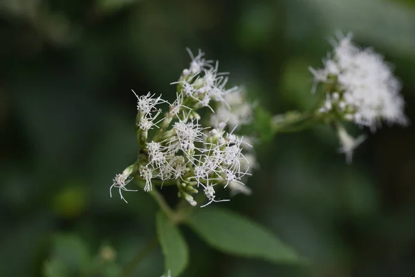 Άνθη Του Γένους Eupatorium Makinoi Boneset Asteraceae Πολυετές Φυτό — Φωτογραφία Αρχείου