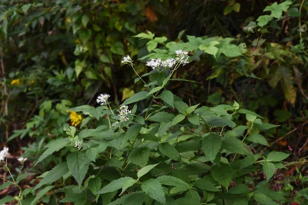 Eupatorium Makinoi Kwiaty Boneset Asteraceae Bylina — Zdjęcie stockowe