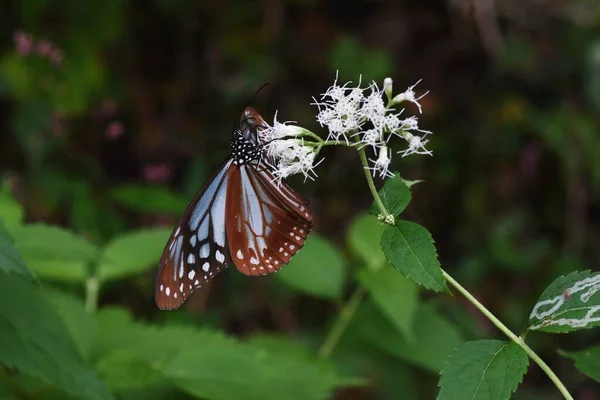 Eupatorium Makinoi Flowers Boneset Asteraceae Perennial Plants — стокове фото