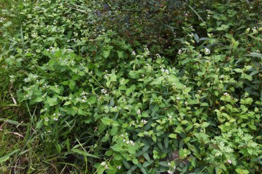 Polygonum thunbergii çiçekleri su kenarında çiçek açıyor / Polygonaceae yıllık çimenleri