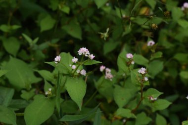 Polygonum thunbergii çiçekleri su kenarında çiçek açıyor / Polygonaceae yıllık çimenleri