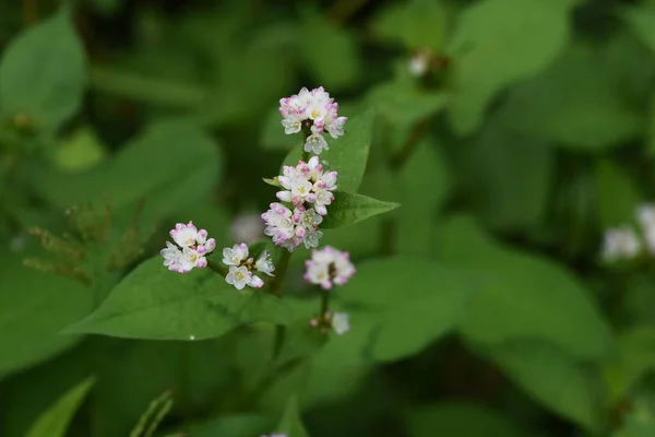 Polygonum Thunbergii Kwiaty Kwitnące Wybrzeżu Polygonaceae Trawy Roczne — Zdjęcie stockowe