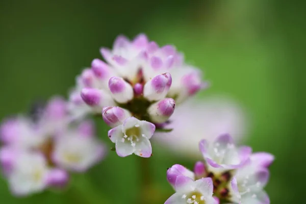 Fiori Polygonum Thunbergii Che Sbocciano Sul Lungomare Erba Annuale Polygonaceae — Foto Stock