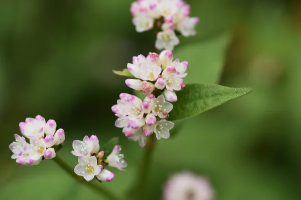 Цветки Polygonum Thunbergii Цветущие Берегу Воды Однолетняя Трава Polygonaceae — стоковое фото