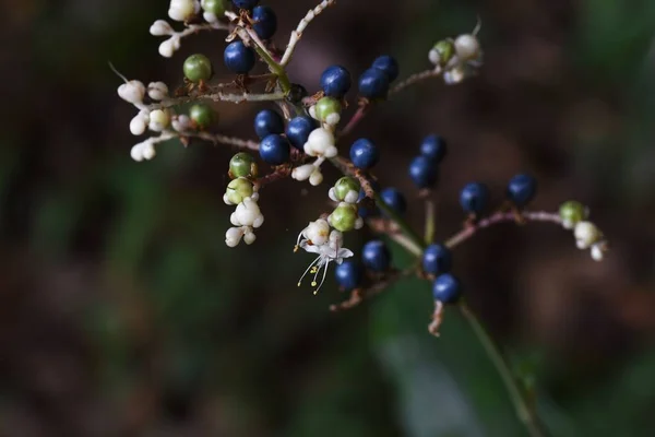 Pollia Japonica Flowers Fruits Commelinaceae Pennial Plant — Stock Photo, Image