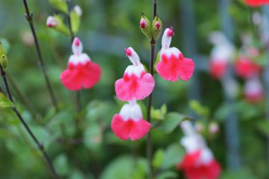 Sıcak dudaklar (kiraz çayı) çiçekler / Salvia microphylla