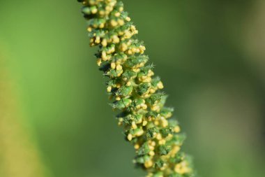 Ragweed / Asteraceae yıllık ot / Saman nezlesine neden olan bitki
