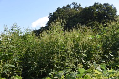 Ragweed / Asteraceae yıllık ot / Saman nezlesine neden olan bitki