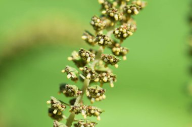 Ragweed / Asteraceae yıllık ot / Saman nezlesine neden olan bitki