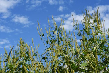 Ragweed / Asteraceae yıllık ot / Saman nezlesine neden olan bitki