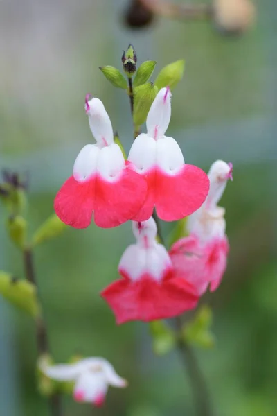 Hot Lips Cherry Sage Flowers Salvia Microphylla — Stock Photo, Image