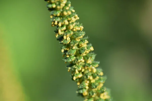 Ragweed Asteraceae Grama Anual Uma Planta Que Causa Febre Feno — Fotografia de Stock